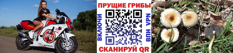 Купить где  Светогорск  Псилоцибиновые грибы мицелий 